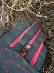 Cyclocosmia truncata