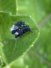 Tyloderma foveolatum