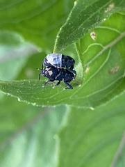 Tyloderma foveolatum