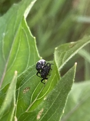 Tyloderma foveolatum