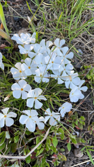 Phlox multiflora