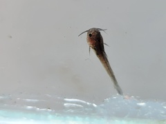 Noturus leptacanthus