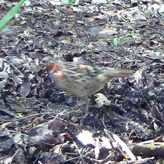 Bambusicola thoracicus