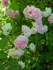 Rosa centifolia