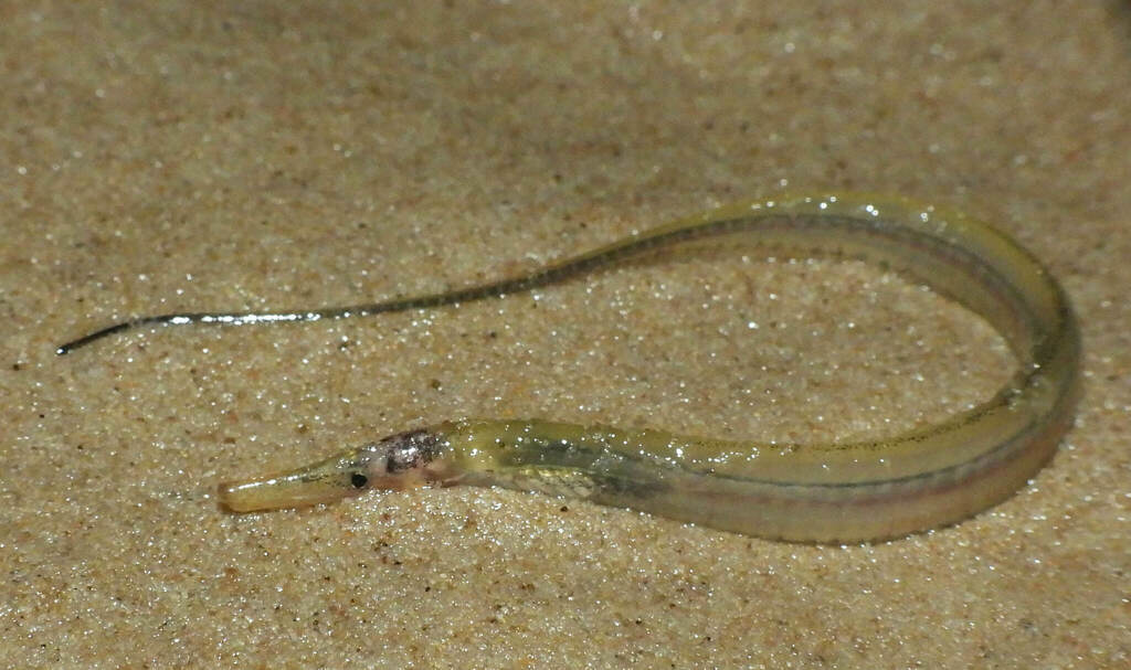 Gymnorhamphichthys bogardusae