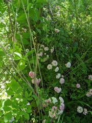 Rosa centifolia