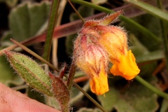 Hermannia decumbens