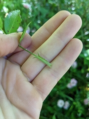 Rosa centifolia