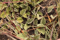 Hermannia decumbens