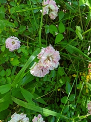 Rosa centifolia