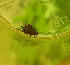 Myrmecophilus pergandei