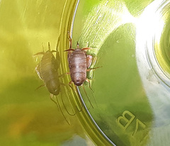Myrmecophilus pergandei