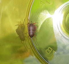 Myrmecophilus pergandei