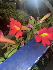 Amphilophium buccinatorium