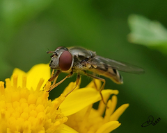 Platycheirus trichopus