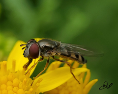 Platycheirus trichopus