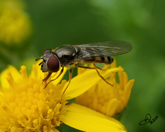 Platycheirus trichopus