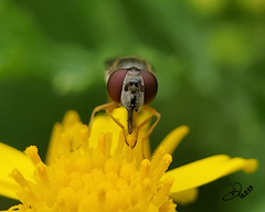 Platycheirus trichopus