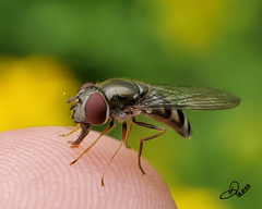 Platycheirus trichopus