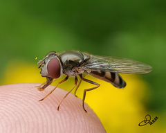 Platycheirus trichopus