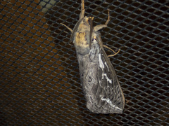 Abantiades argentata