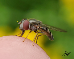 Platycheirus trichopus