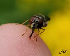 Platycheirus trichopus