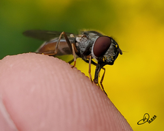 Platycheirus trichopus
