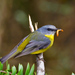 Eastern Yellow Robin - Photo (c) David Cook Wildlife Photography, some rights reserved (CC BY-NC)