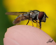 Platycheirus trichopus
