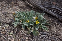 Viola purpurea aurea