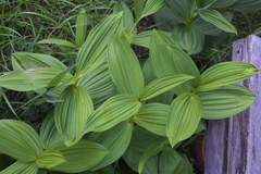 Veratrum stamineum micranthum
