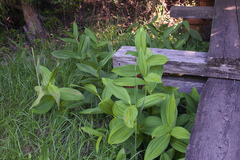 Veratrum stamineum micranthum