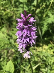 Dactylorhiza maculata