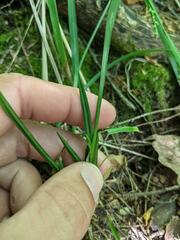 Carex ormostachya