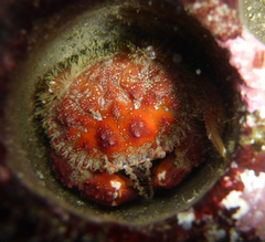 Glebocarcinus oregonensis