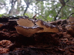 Pseudohydnum orbiculare