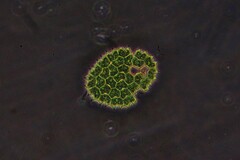 Pseudopediastrum boryanum