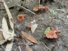 Lactarius neotabidus