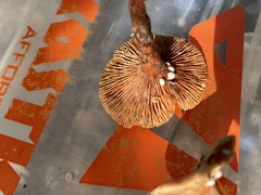 Lactarius neotabidus