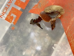 Lactarius neotabidus