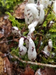 Monotropa uniflora