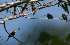 Brachygalba albogularis