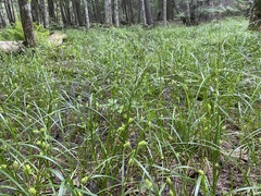 Carex tuckermanii