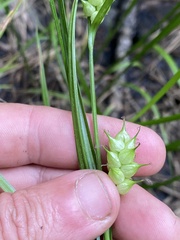 Carex tuckermanii