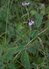 Galactia tenuiflora