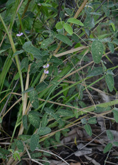 Galactia tenuiflora