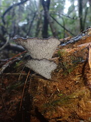 Pseudohydnum orbiculare