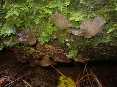 Pseudohydnum orbiculare