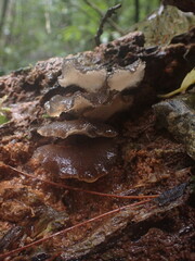 Pseudohydnum orbiculare